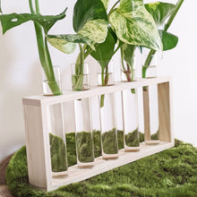 Load image into Gallery viewer, Propagation Station - 5 Tubes - Cheeky Plant Co. - International