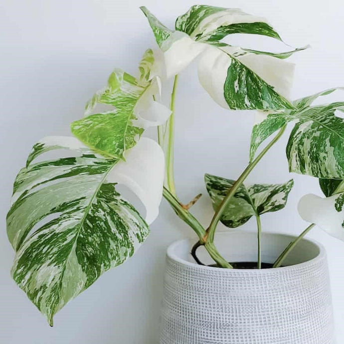 10 Rare Indoor Plants