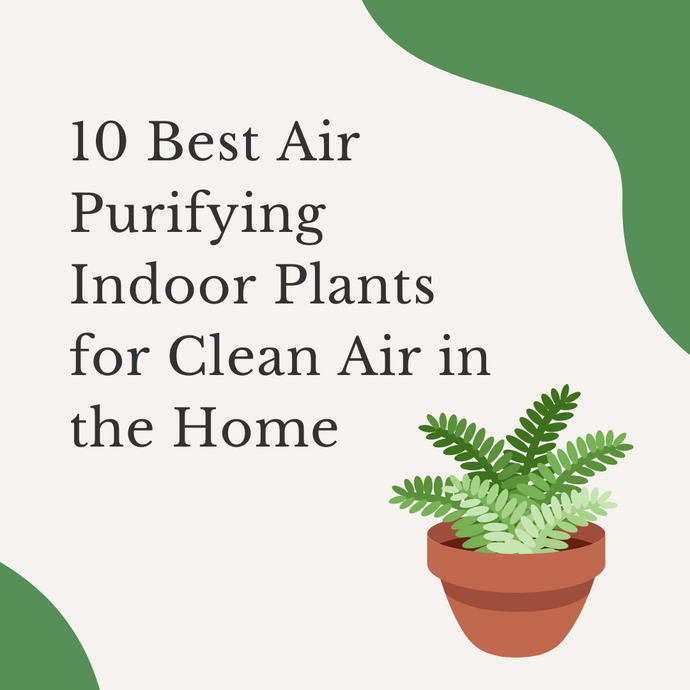 10 Best Air Purifying Indoor Plants for Clean Air in the Home