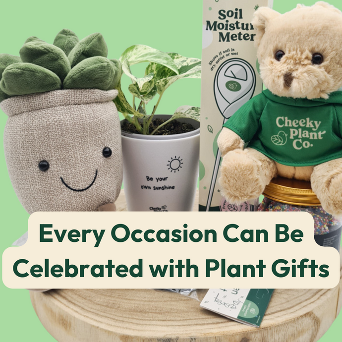 Every Occasion Can Be Celebrated with Plant Gifts