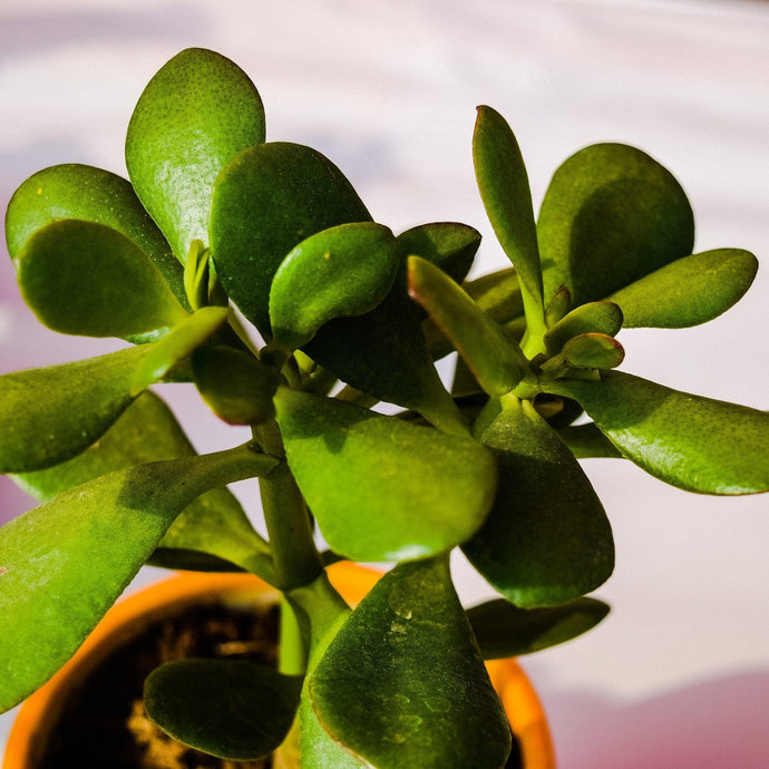 Six Best Indoor Succulents