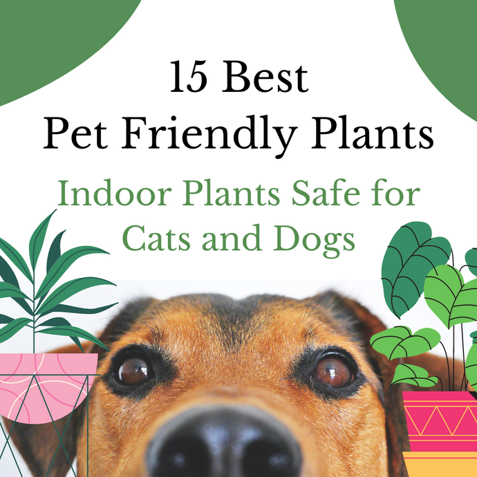 15 Best Pet Friendly Plants - Indoor Plants Safe for Cats and Dogs
