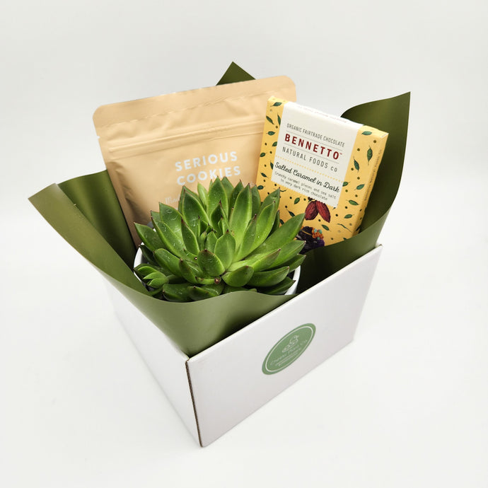 Why Succulent Gifts Are Better Than Flowers