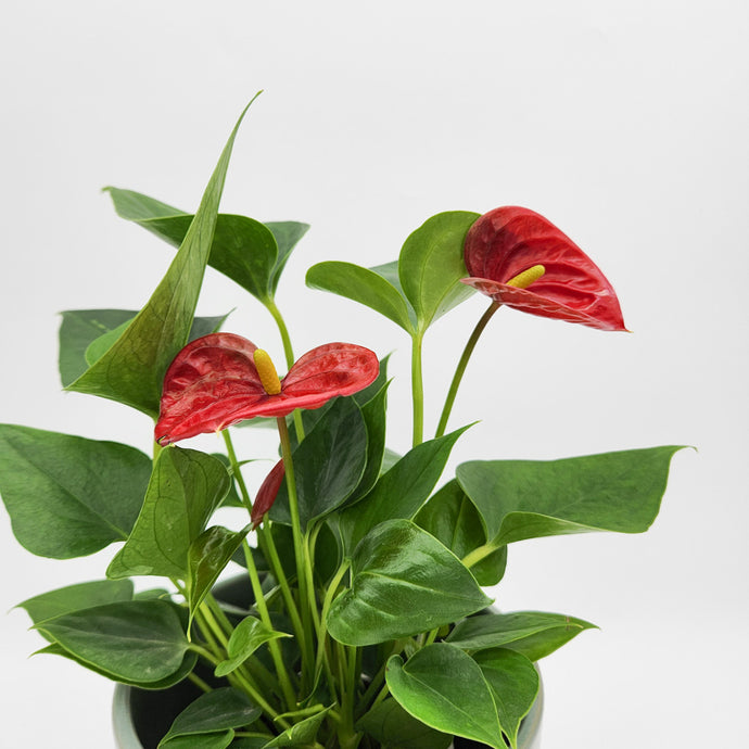 Anthurium Flamingo Flowers & Flowering Plants