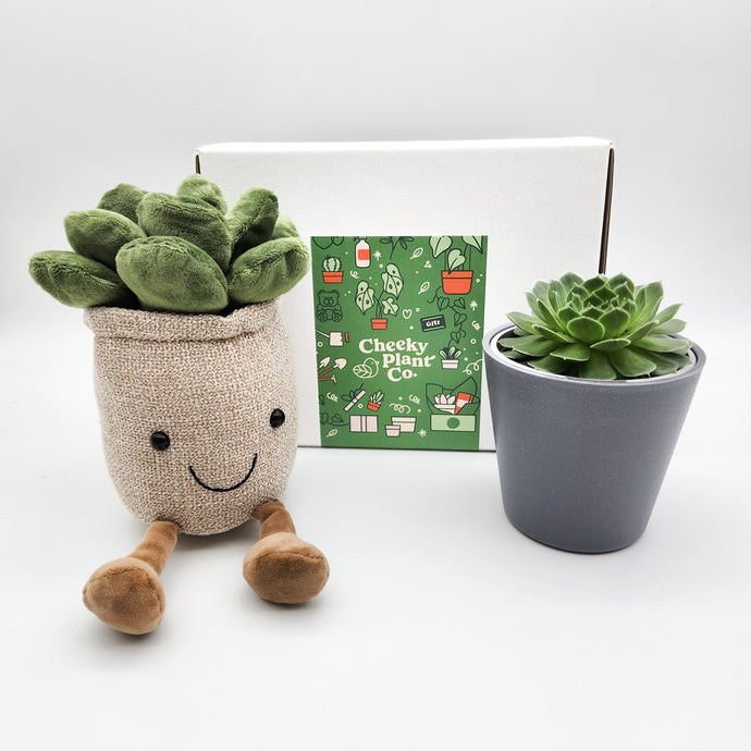 Sending Succulent Surprises: Effortless Gifts Delivered with Ease