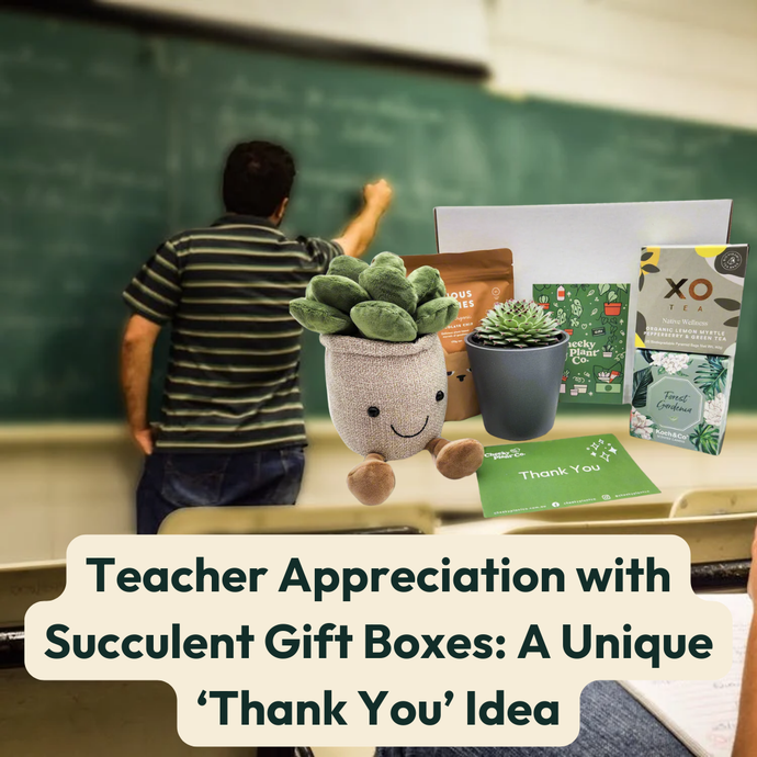 Teacher Appreciation with Succulent Gift Boxes: A Unique ‘Thank You’ Idea