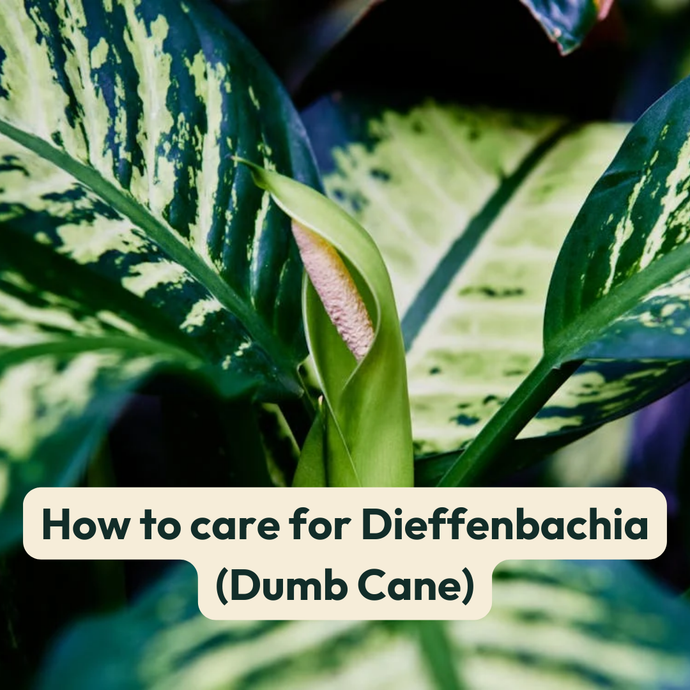How to care for Dieffenbachia (Dumb Cane)