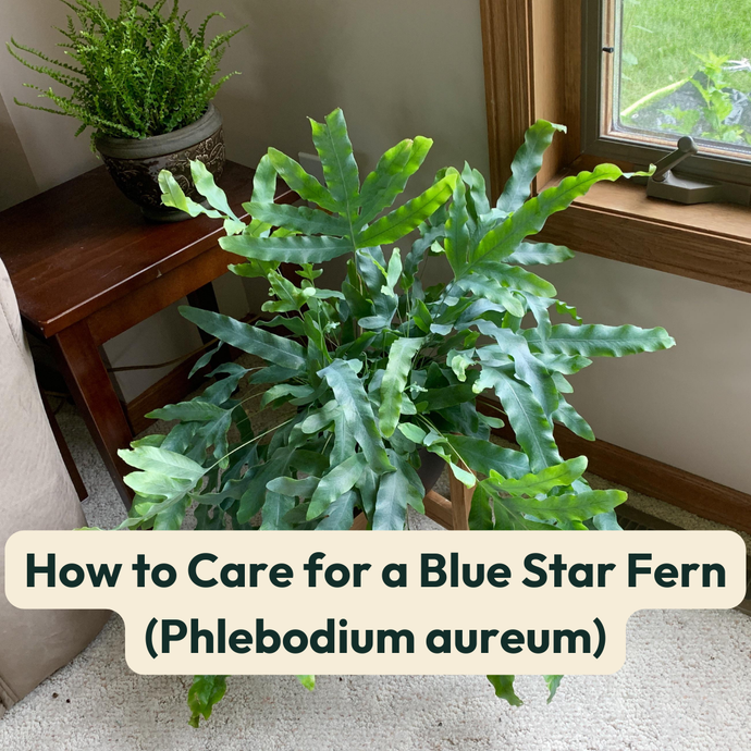 How to Care for a Blue Star Fern (Phlebodium aureum)