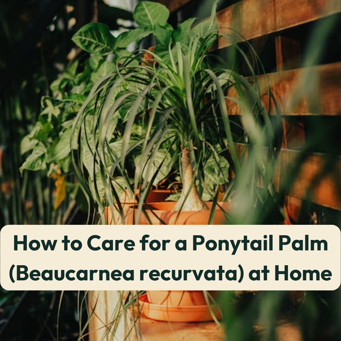 How to Care for a Ponytail Palm (Beaucarnea recurvata) at Home