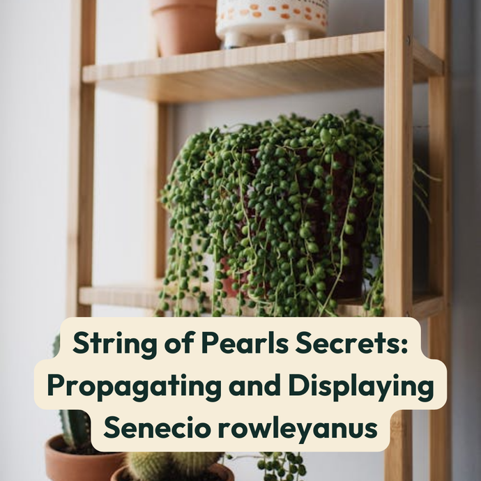 String of Pearls Secrets: Propagating and Displaying Senecio rowleyanus