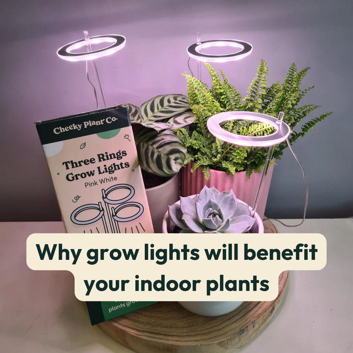 Why Grow Lights Will Benefit Your Indoor Plants