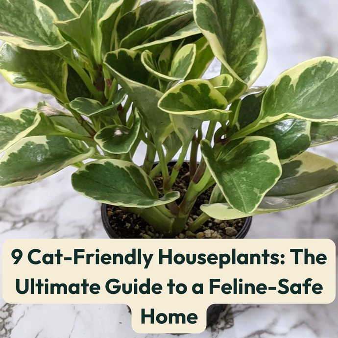 9 Cat-Friendly Houseplants: The Ultimate Guide to a Feline-Safe Home