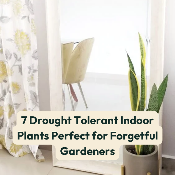 7 Drought Tolerant Indoor Plants Perfect for Forgetful Gardeners