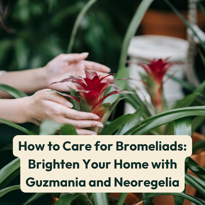 How to Care for Bromeliads: Brighten Your Home with Guzmania and Neoregelia
