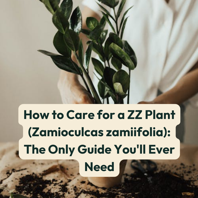 How to Care for a ZZ Plant (Zamioculcas zamiifolia): The Only Guide You'll Ever Need