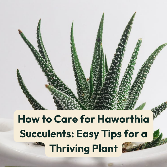 How to Care for Haworthia Succulents: Easy Tips for a Thriving Plant