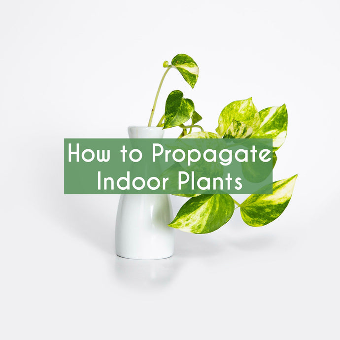 How to Propagate Indoor Plants