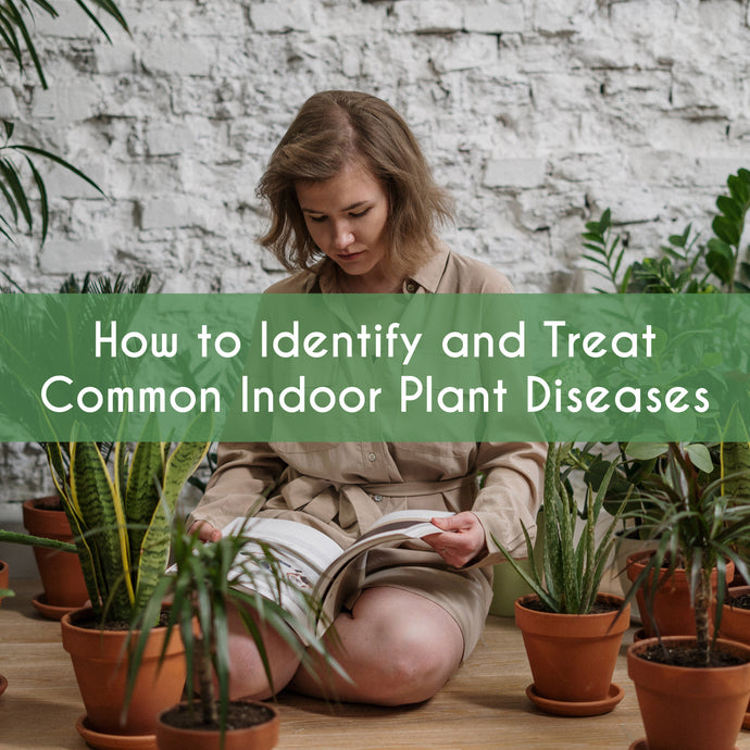 How to Identify and Treat Common Indoor Plant Diseases