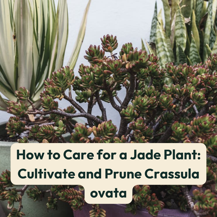 How to Care for a Jade Plant: Cultivate and Prune Crassula ovata