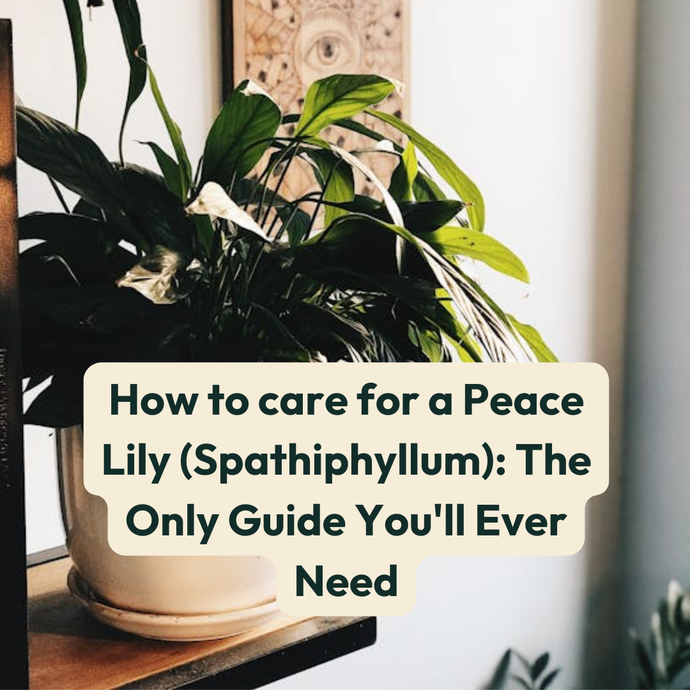 How to care for a Peace Lily (Spathiphyllum): The Only Guide You'll Ever Need