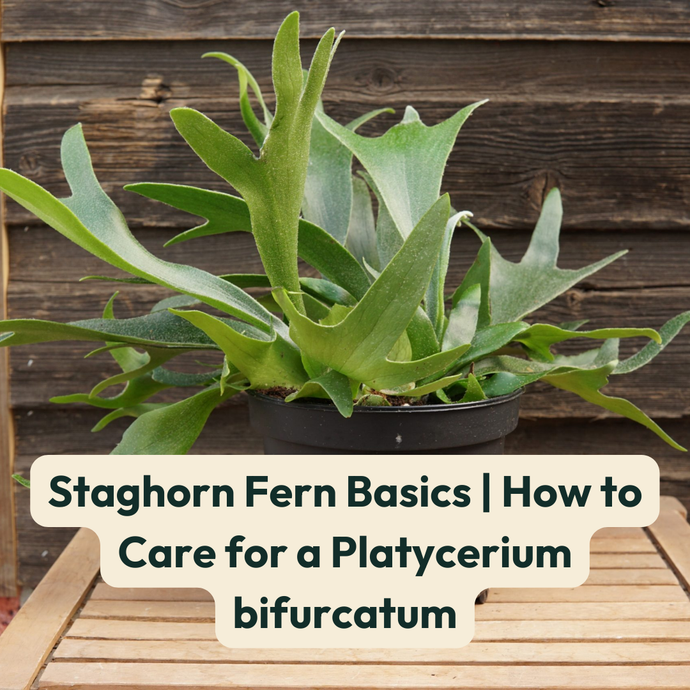 Staghorn Fern Basics | How to Care for a Platycerium bifurcatum
