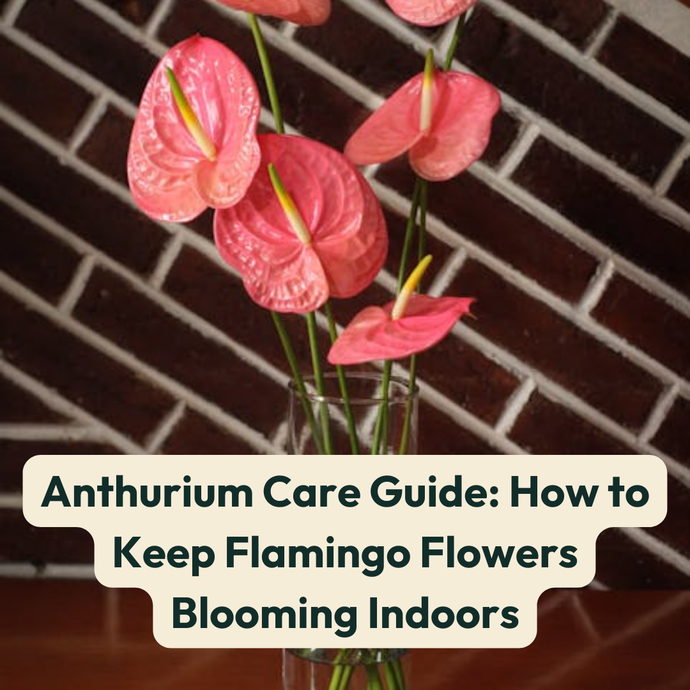 Anthurium Care Guide: How to Keep Flamingo Flowers Blooming Indoors