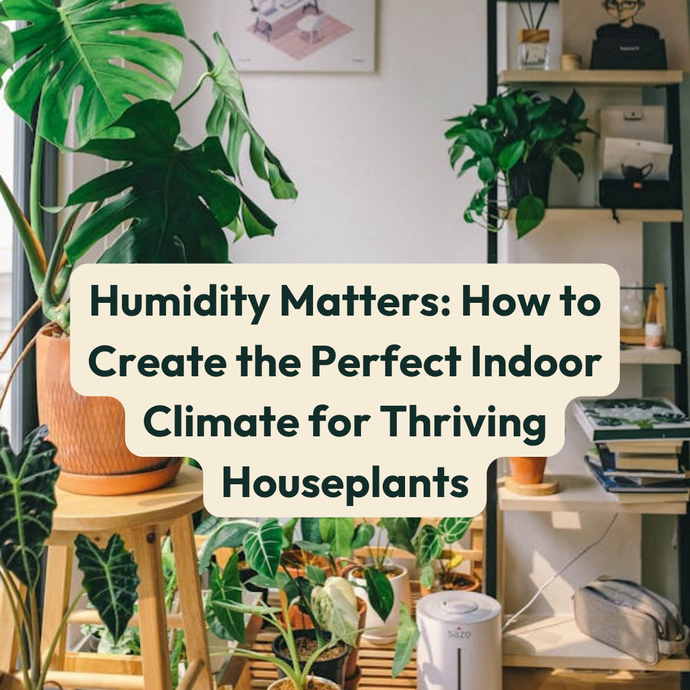 Humidity Matters: How to Create the Perfect Indoor Climate for Thriving Houseplants