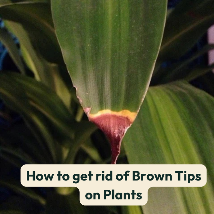 How To Get Rid of Brown Tips on Plants