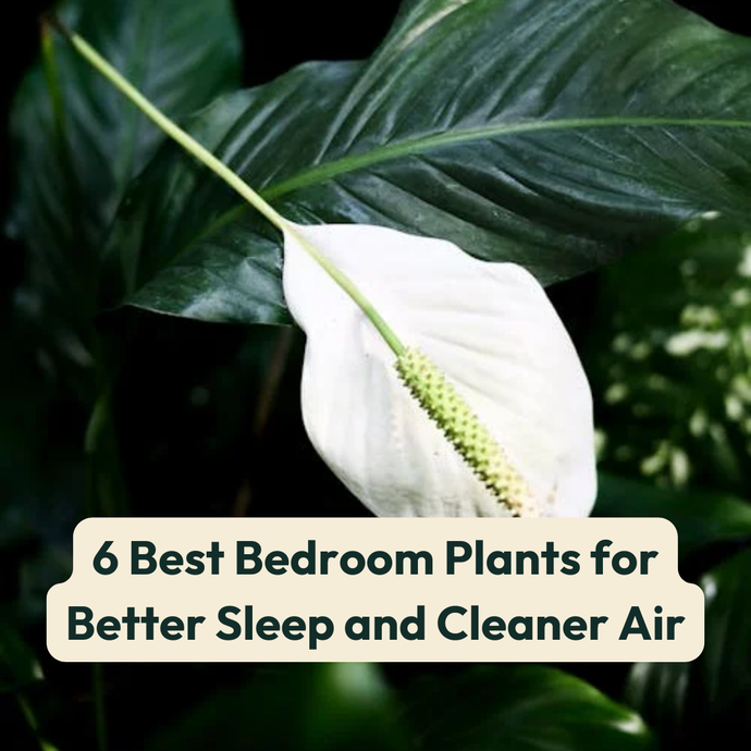 6 Best Bedroom Plants for Better Sleep and Cleaner Air