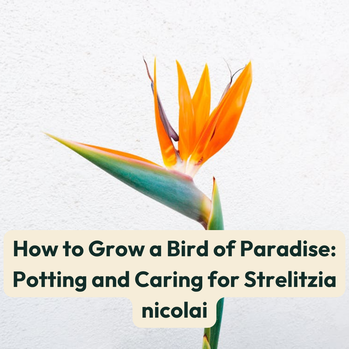 How to Grow a Bird of Paradise: Potting and Caring for Strelitzia nicolai