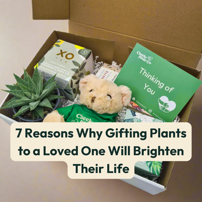 7 Reasons Why Gifting Plants to a Loved One Will Brighten Their Life