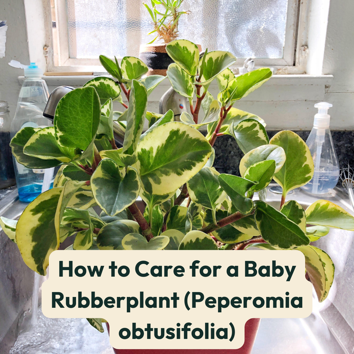 How to Care for a Baby Rubber Plant (Peperomia obtusifolia)