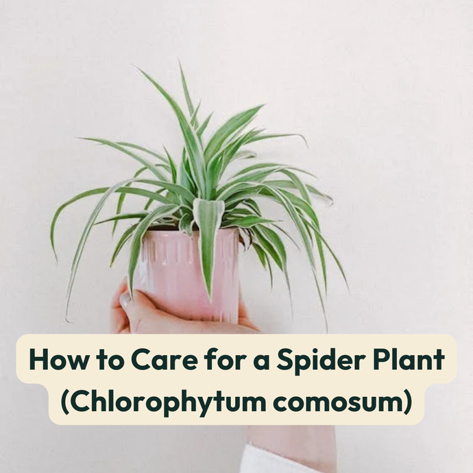 How to Care for a Spider Plant (Chlorophytum comosum)