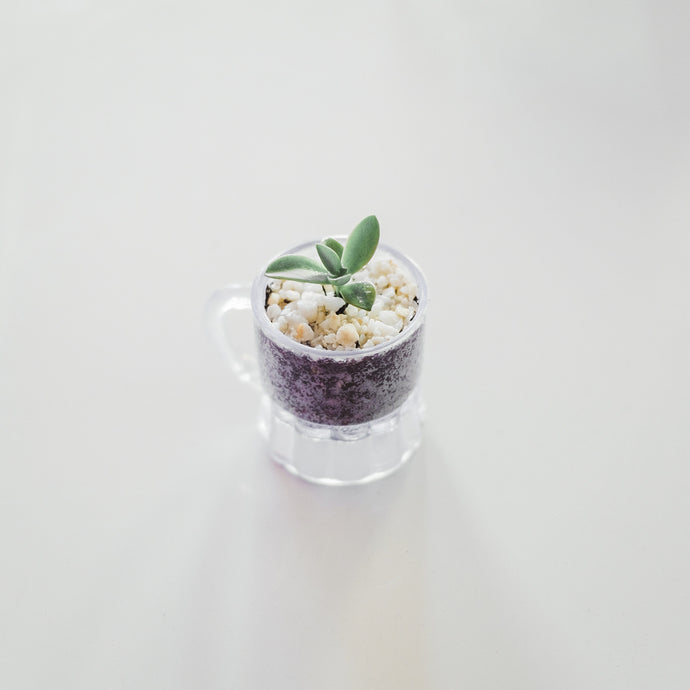 Easy Tips For Propagating Succulents