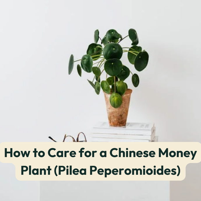 How to Care for a Chinese Money Plant (Pilea Peperomioides)