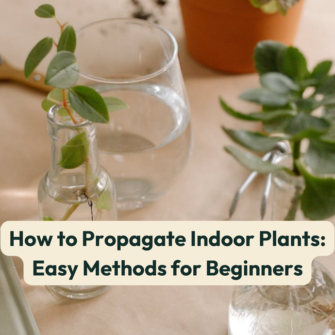 How to Propagate Indoor Plants: Easy Methods for Beginners
