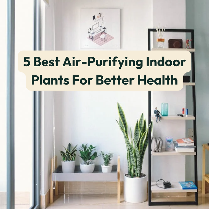5 Best Air-Purifying Indoor Plants For Better Health