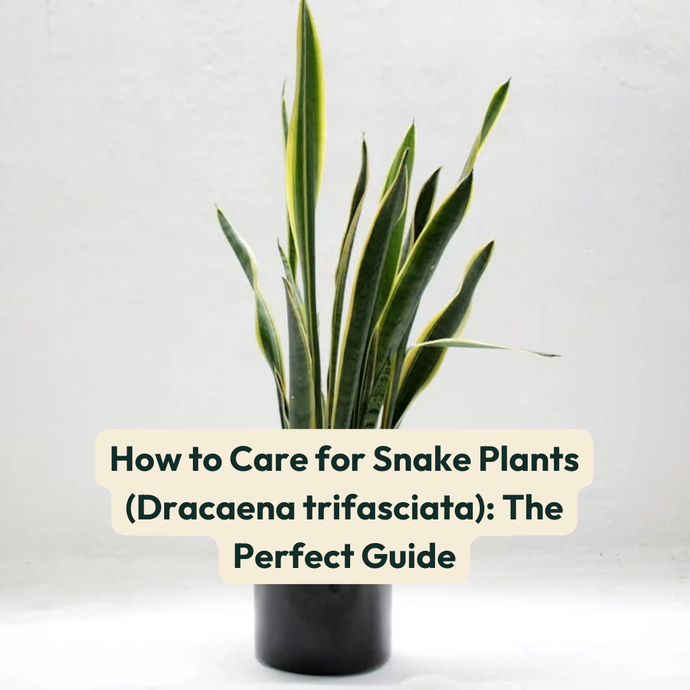 How to Care for Snake Plants (Dracaena trifasciata): The Perfect Guide