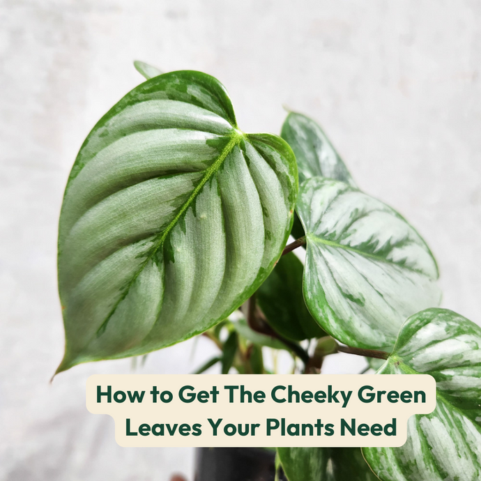 How to Get The Cheeky Green Leaves Your Plants Need