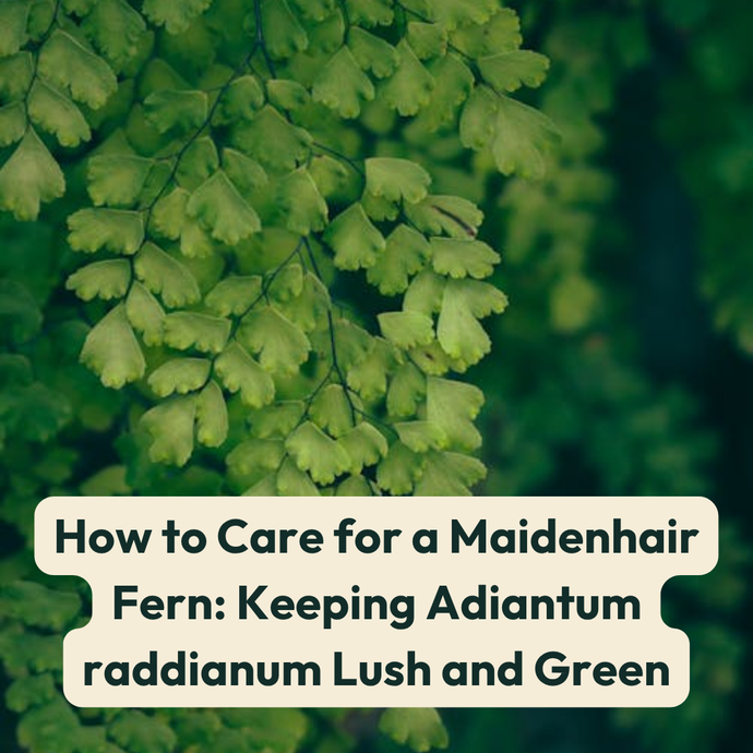 How to Care for a Maidenhair Fern: Keeping Adiantum raddianum Lush and Green