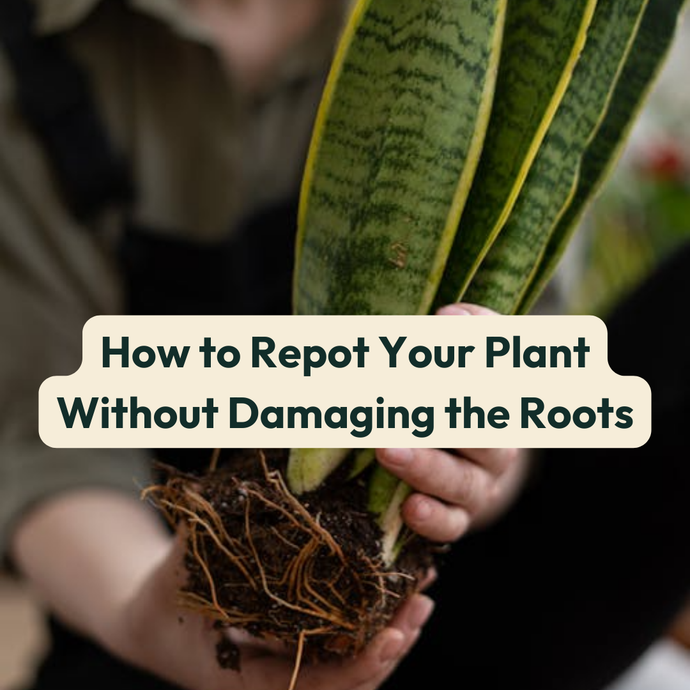 How to Repot Your Plant Without Damaging the Roots