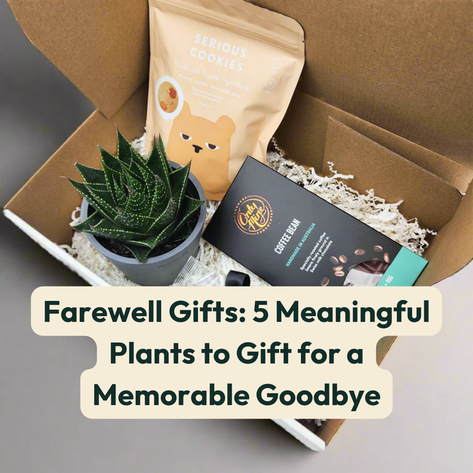 Farewell Gifts: 5 Meaningful Plants to Gift for a Memorable Goodbye