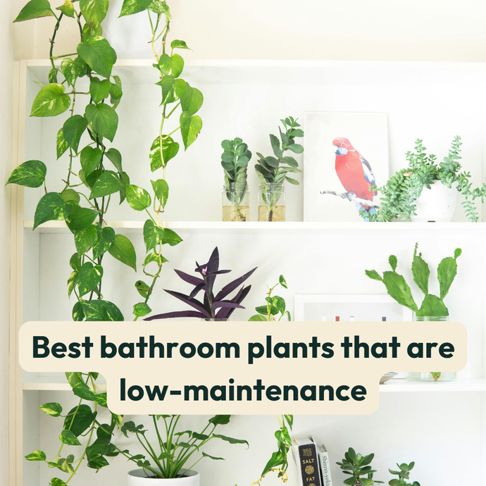 Best Bathroom Plants That Are Low Maintenance