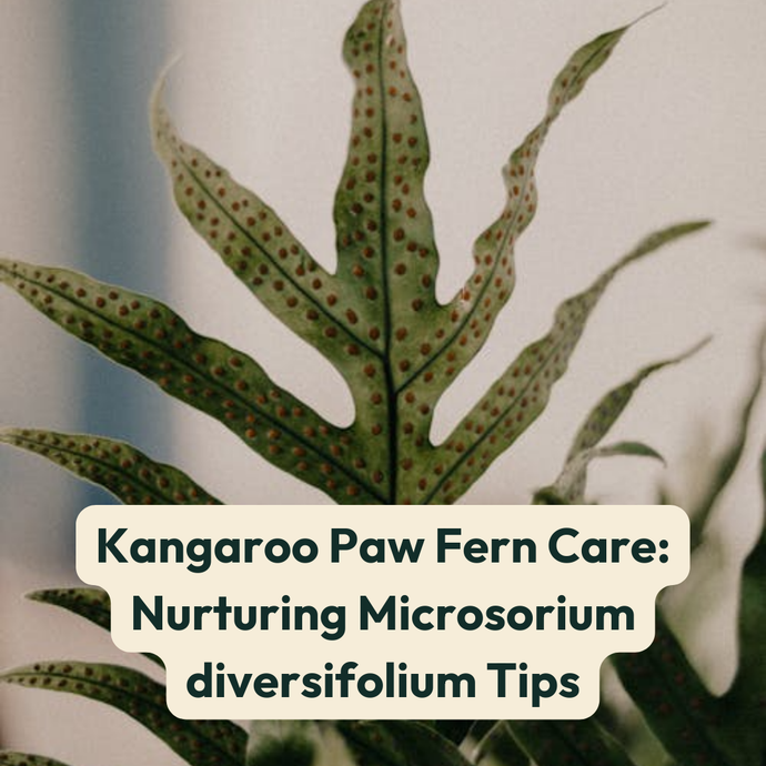 Kangaroo Paw Fern Care: Nurturing Microsorium diversifolium Tips