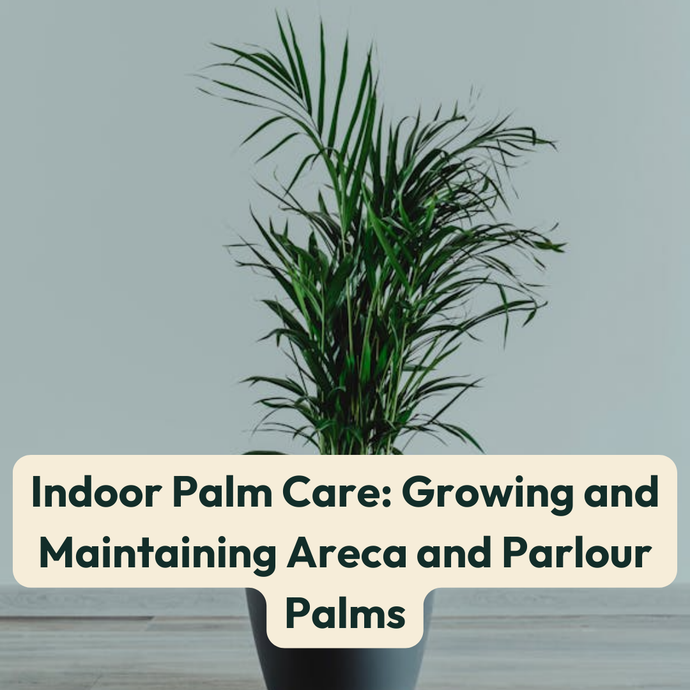 Indoor Palm Care: Growing and Maintaining Areca and Parlour Palms