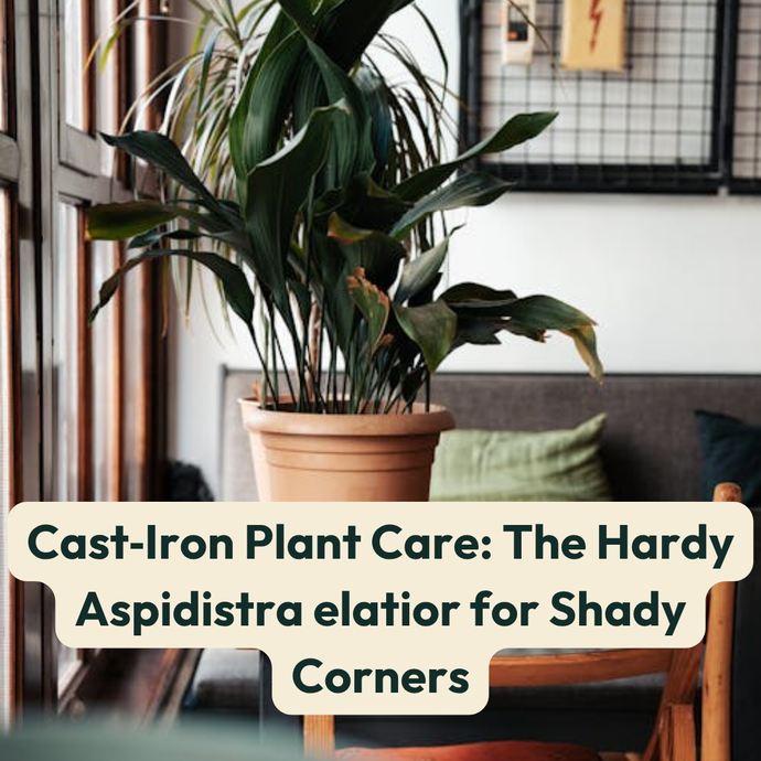 Cast‑Iron Plant Care: The Hardy Aspidistra elatior for Shady Corners