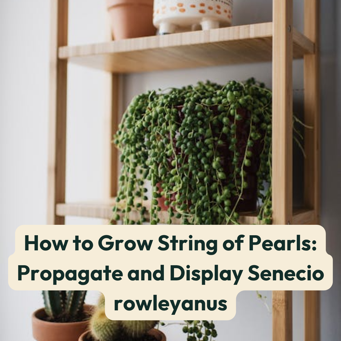 How to Grow String of Pearls: Propagate and Display Senecio rowleyanus