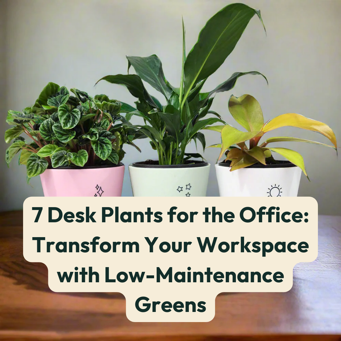 7 Desk Plants for the Office: Transform Your Workspace with Low-Maintenance Greens