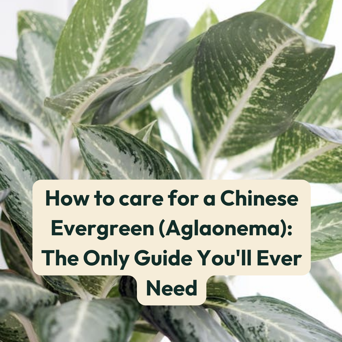 How to care for a Chinese Evergreen (Aglaonema): The Only Guide You'll Ever Need