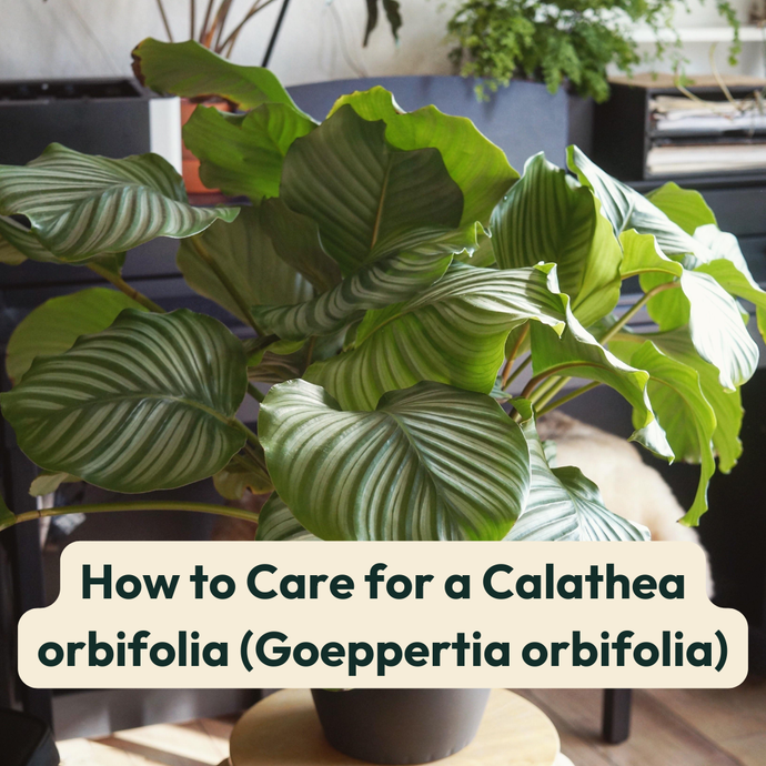 How to Care for a Calathea orbifolia (Goeppertia orbifolia)